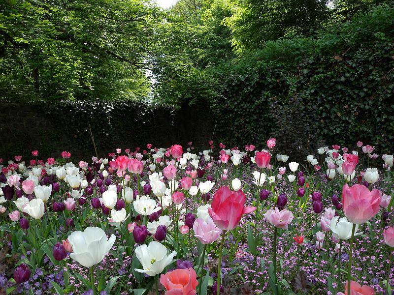 DSCN4730.jpg - Tulpen in allen Farben