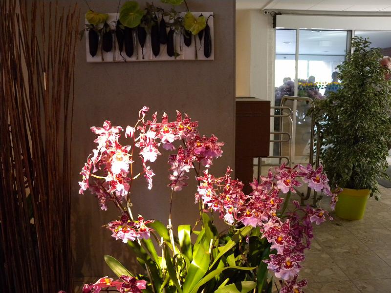 DSCN4803.jpg - Ausstellung von asiatischen Orchideen. In einer alten Schwimmhalle sind wechselnde Ausstellungen von Blumen zu sehen.